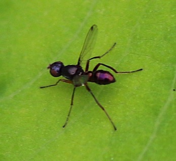 Black Scavenger Fly
Sepsis spp.