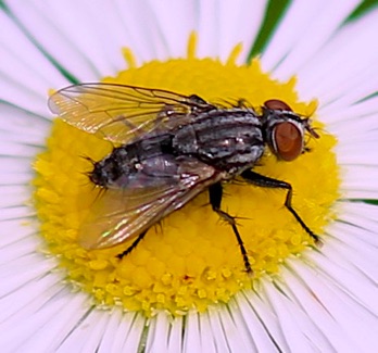 Flesh Fly