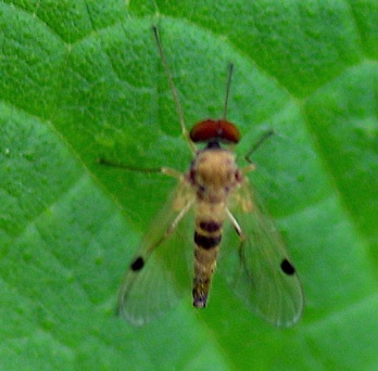 Yellow Snipe Fly
Chrysopilus modestus