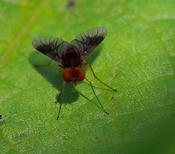 Snipe fly
Chysopilus quadrates