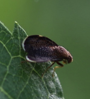 Fruit Fly
Entreat spp.