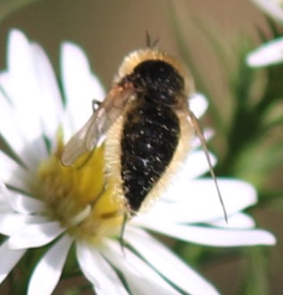 Dark Bee Fly
Sparnopolius cpmfusus