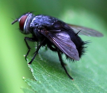 Parasitic Fly