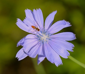 Size of small Flower Flies