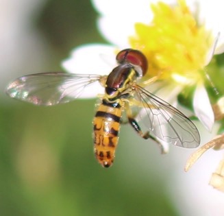 Margined Calligrapher*
Toxomerus marginatus