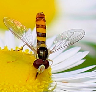 Tufted Globetail*
Sphaerophoria contigua