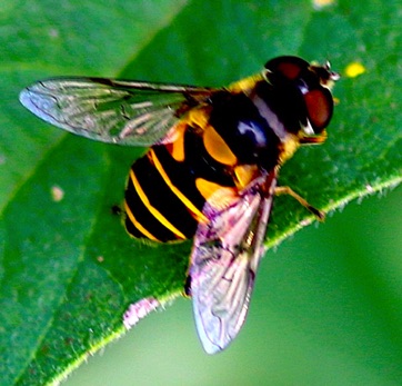 Common Drone Fly*
Eristalis transversa