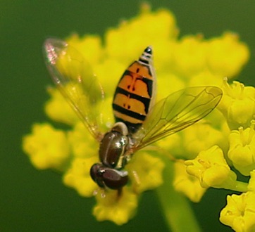 Margined Calligrapher*
Toxomerus marginatus