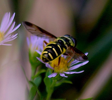 Oblique-banded Pond Fly*
Sericomytia chrysotoxoides