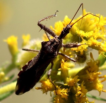 Spiny Assassin Bug
Sinea spinipes