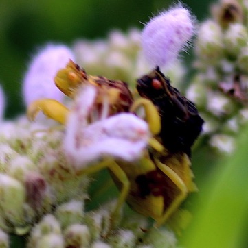 Male and Female 
Ambush Bugs