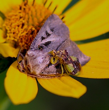 Ambush Bug feeding on Moth