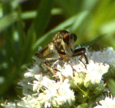 Bearded Robber Fly
Efferia albibarbis