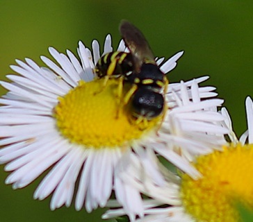 Square-headed Wasp
Ectemnius rufifemur