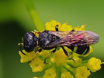 Square-head Wasp
Ectemnoius maculosius