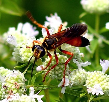 Great Golden Digger 
Sphex ichneumoneus