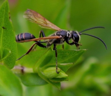 Physoconops Wasp?