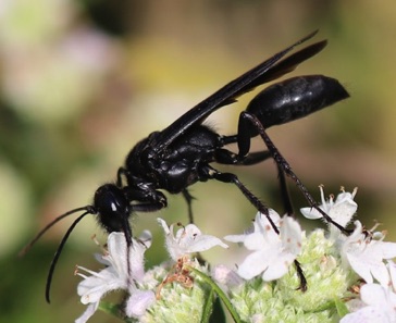 Great Black Wasp
Sphex pensylvanicus