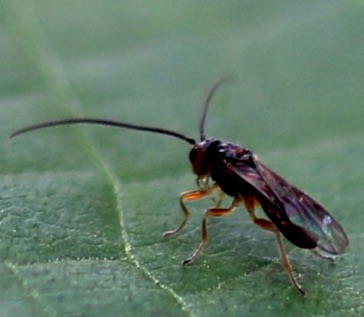 Unknown wasp