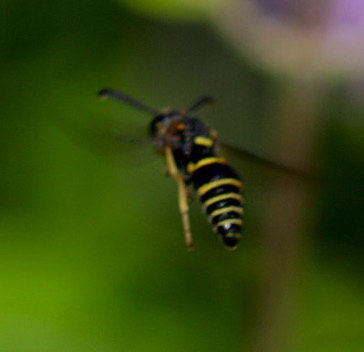 Apoid Wasp
Eucerceris flavocincta