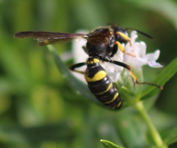 Wasp
Cerceris alone?