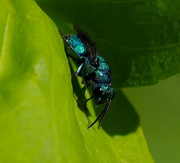 Cuckoo Wasp
Chrysis angolensis