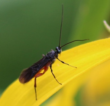 Braconid Wasp