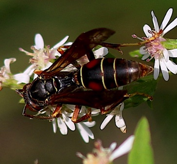 Northern Paper Dark Wasp
Polistes fuscatus