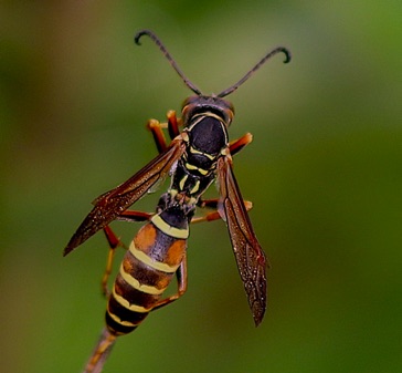 Northern Paper Wasp (Native)
Poloistes fuscatus