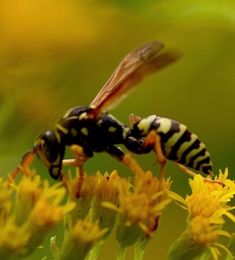 European Paper Wasp
Polistes dominula