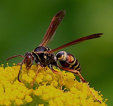 Northern Paper Wasp
Poloistes fuscatus