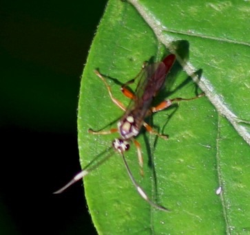 Ichneumoniod Wasp
Melanichneumon disparilis