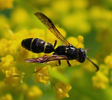 Mason
Ancestrocerus adiabatic?