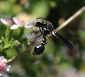 Potter Wasp
Emenes fraternal